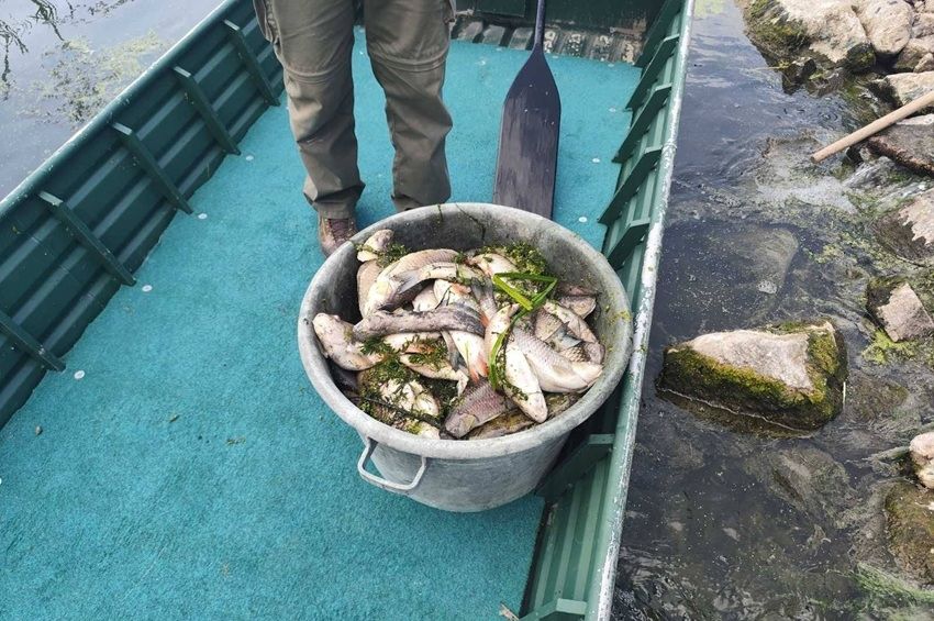 Szennyvíz pusztíthatott el nagy mennyiségű halat a Zagyván – fotókkal 