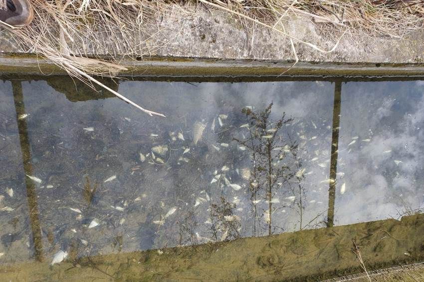 Halpusztulást okozott az új vízmű halrácsa Nagyszentjánoson