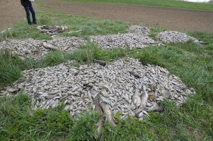 Vádat emeltek az egy tonna döglött halat mezőre „telepítő” tógazda ellen