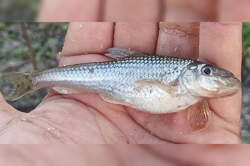 Küllőgondba keveredett egy horgász a Tarna–Zagyva-torkolatban