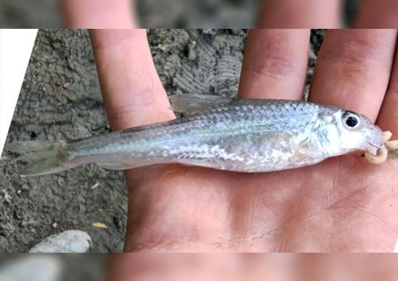 Nem ismerték fel ezt a Tiszából fogott halat