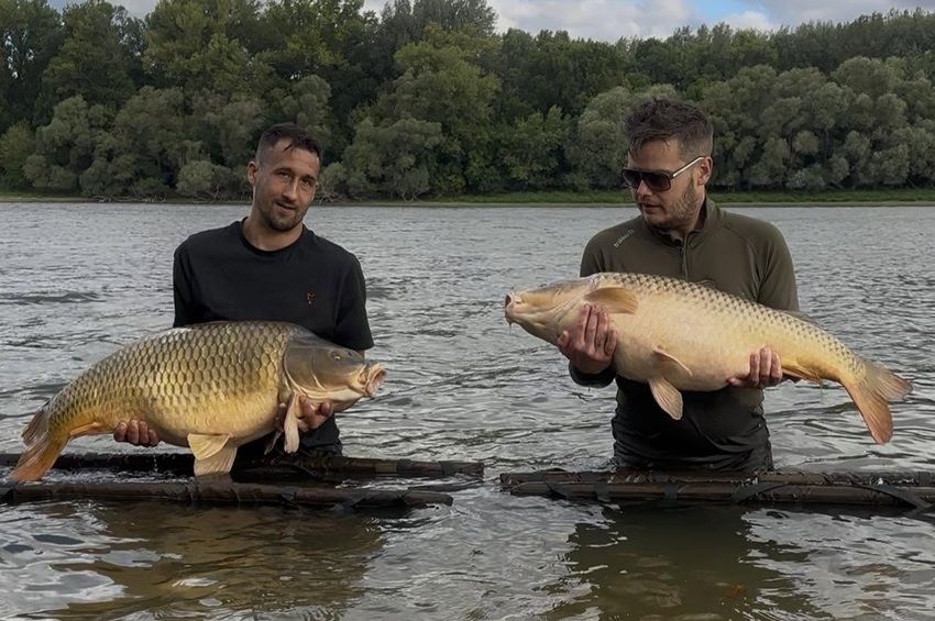 20 kilós pontyokból dupláztak egy éjszaka alatt Neszélyen – fotókkal, videóval 