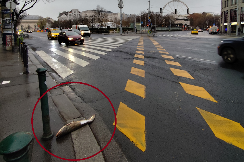 Újabb budapesti helyszíneken látták a villamosozó harcsát – fotókkal 