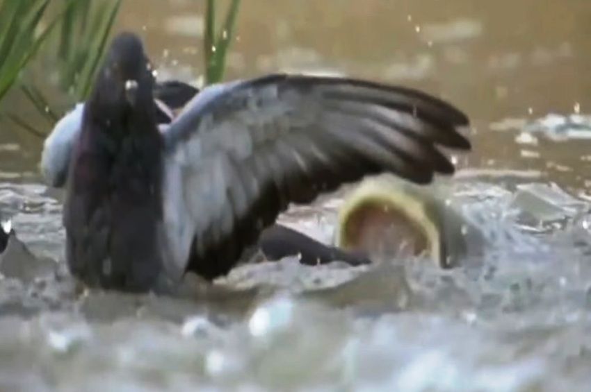 Videó: lesből támadva vadászta le a gyanútlan galambot az óriási harcsa