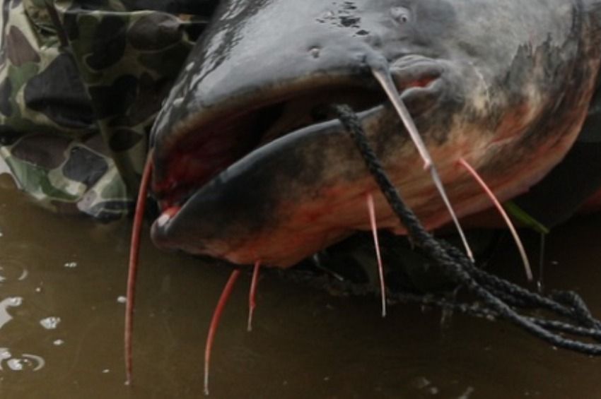 Újabb fellógatott óriásharcsáról jelent meg fotó, pedig ezt az Országos Horgászrend ellenzi