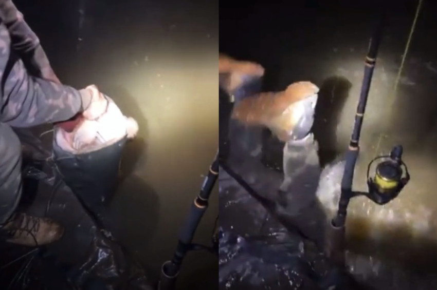 Videó: harcsástul esett vízbe a horgász