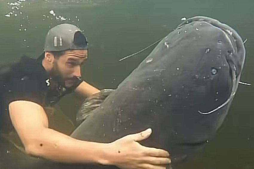 Videó: víz alatt „szerelmeskedik” gigaharcsákkal ez a horgász