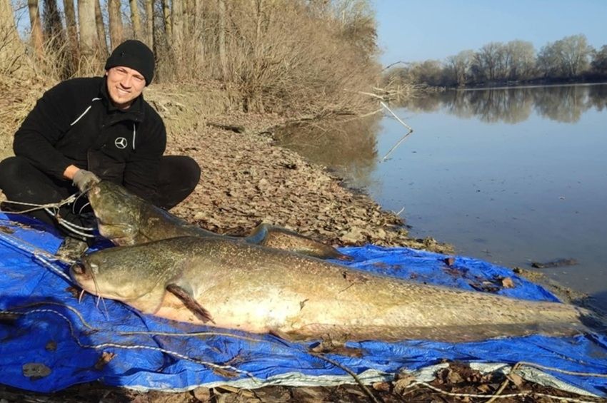 Elhúzta a lemezcsónakot az Alpári Holt-Tisza gigaharcsája