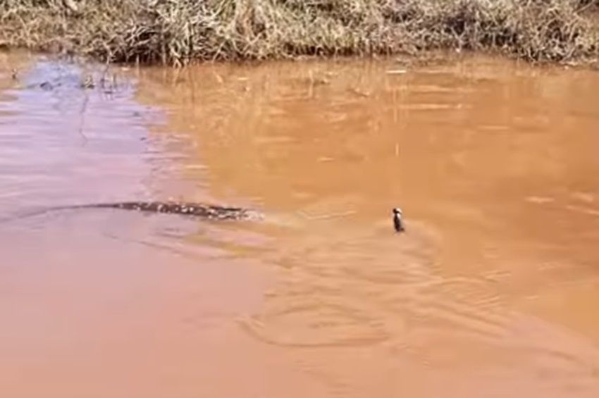 Videó: megőrjítette a pici gumi a felszínen ólálkodó harcsaóriást