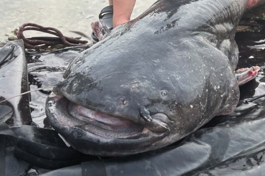 Jelentősen megszaporodtak a harcsafogások a Balatonon és a Tisza-tavon is