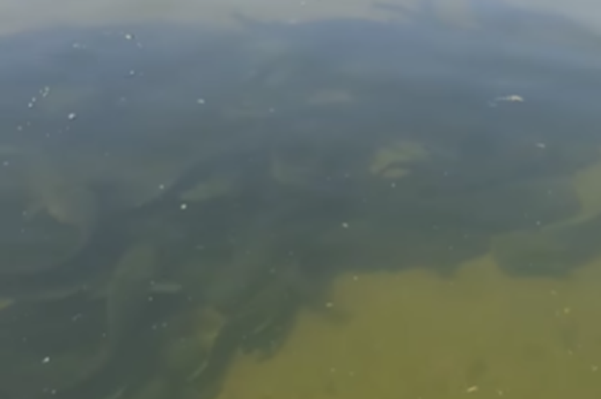 Videó: félelmetes harcsacsapat verődött össze a horgász csónakja mellett