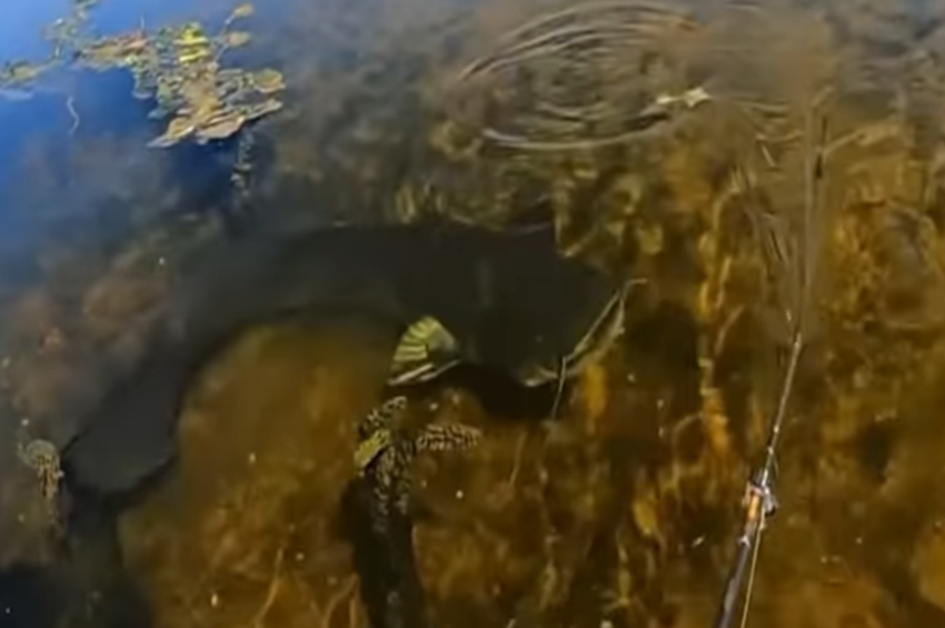 Videó: öt vízfelszíni harcsakapás egy csokorban 