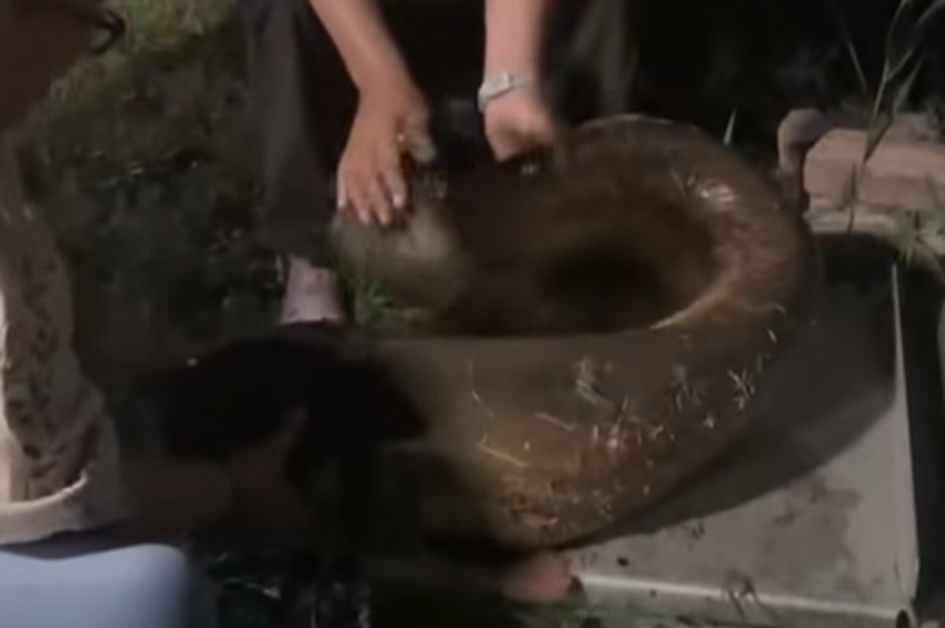 Óriási felháborodást váltott ki a szegedi harcsamérésről készült videó