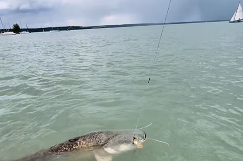 Hihetetlen, milyen vízijárműről fogott kapitális harcsát a Balatonon – videó