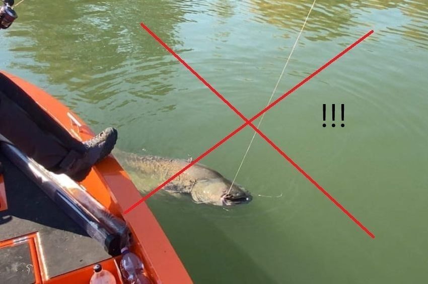 Harcsatilalom lépett életbe a Dunán, a Tiszán és a Tisza-tavon