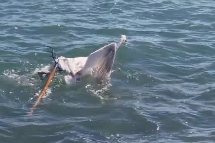 Vasvillát döftek egy hattyúba a Balatonnál, horgászok mentették meg az életét – videó