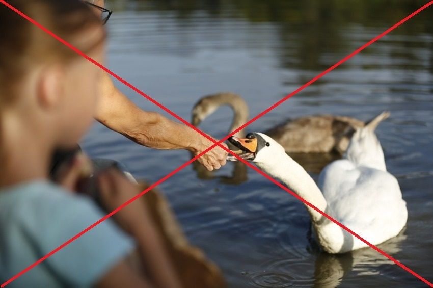 Jó dolognak tűnik, de nem szabad etetni a vízimadarakat