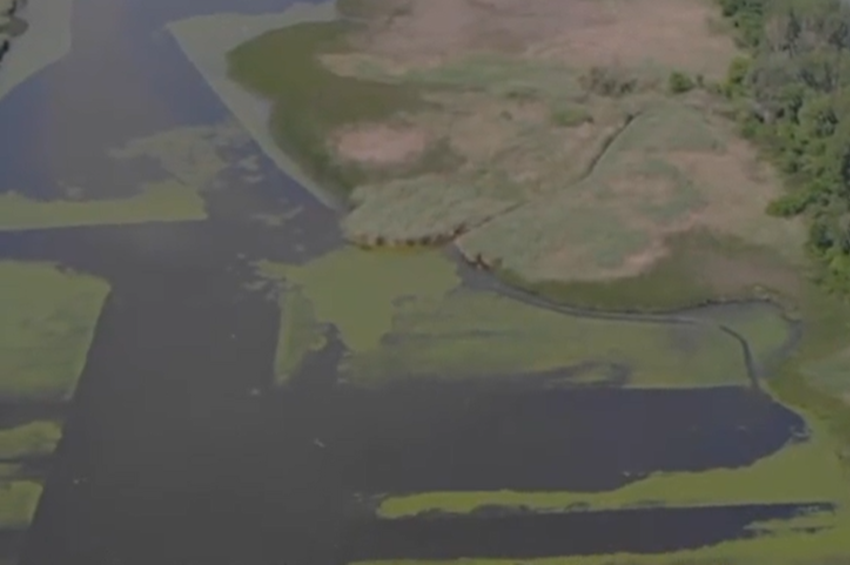 Már négyszáz hektáron lekaszálták a hínárt a Tisza-tavon – videóval 