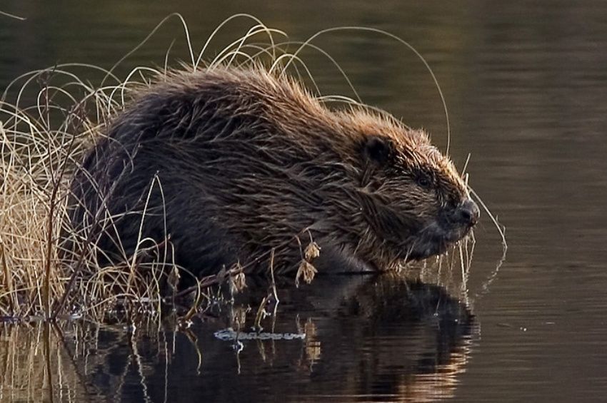 A kormoránok mellett a hódokkal is meggyűlik a baja a horgászoknak Kustánszegen