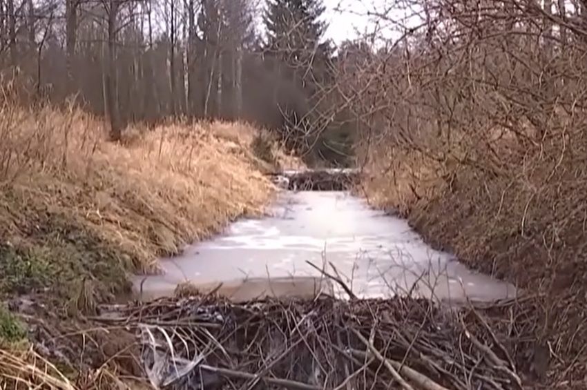 A hódok építették meg a gátat a hatóságok helyett Csehországban – videóval 