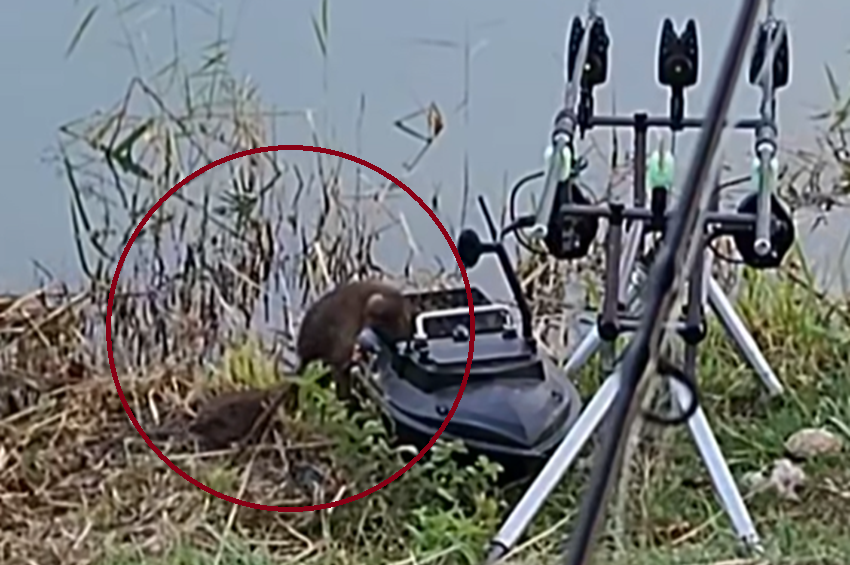 Videó: gúnyos tréfát űztek a hódpatkányokkal az etetőshajós horgászok 