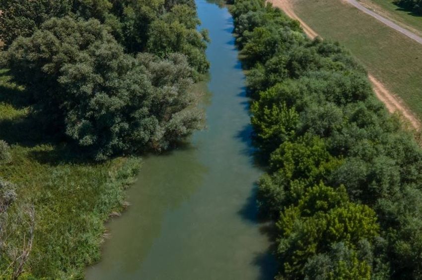 Drasztikusan visszaesett a halbőség a Holt-Sebes-Körös alsóbb szakaszain