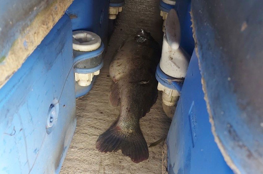 Hordók közé rejtettek egy méreten felüli süllőt a Tisza-tónál – fotókkal