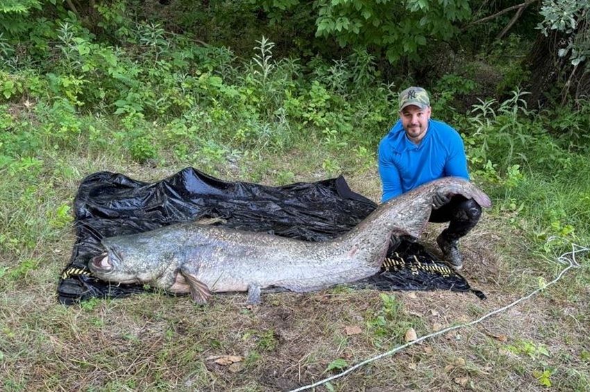 Kőkemény küzdelem a Tiszán: három óráig kellett élesztgetni a 95 kilós harcsát – fotókkal 