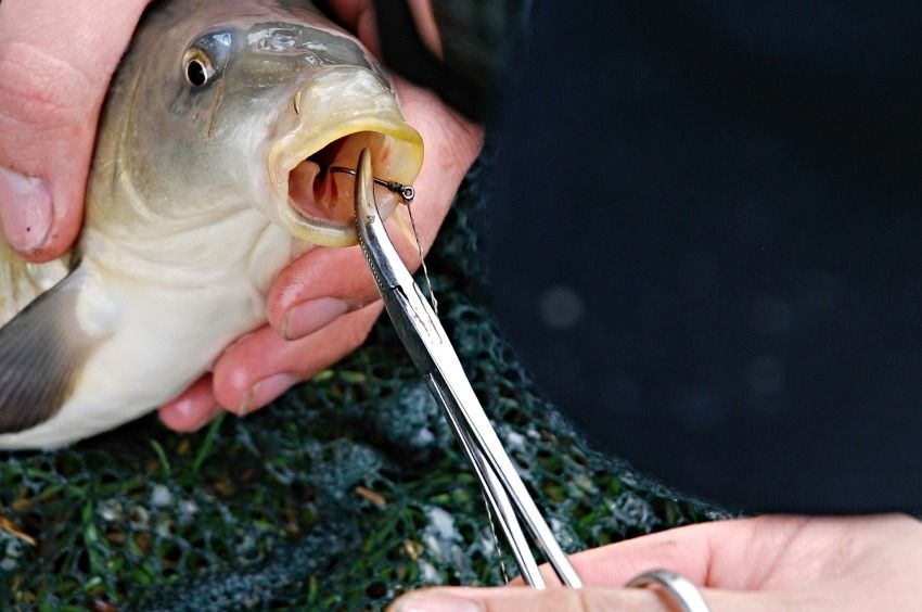 Dérer István: Nem éreznek traumatikus fájdalmat a halak horogakasztásnál