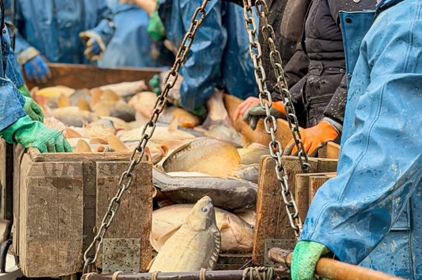 Újabb gépbeszerzésre nyert pályázati forrást a hortobágyi halgazdaság
