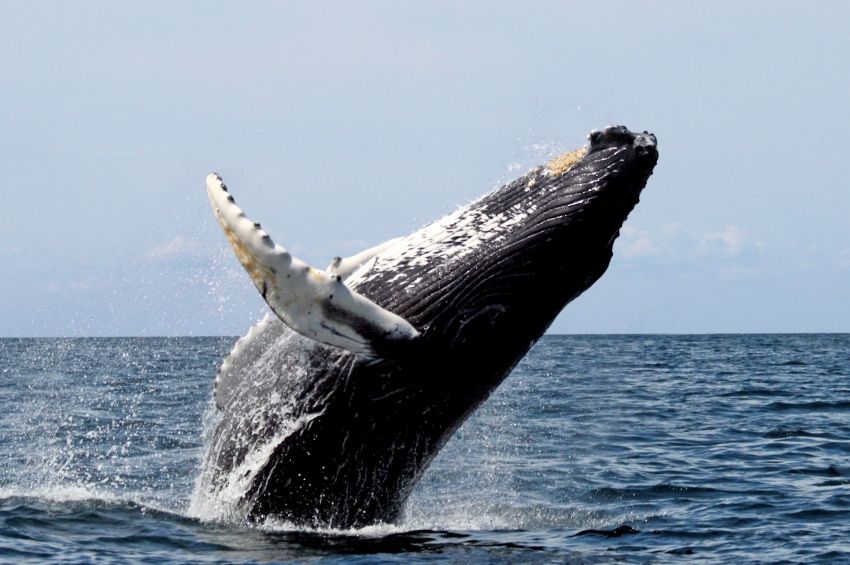 Videó: tízméteres bálna szorult hálóba, de kimentették
