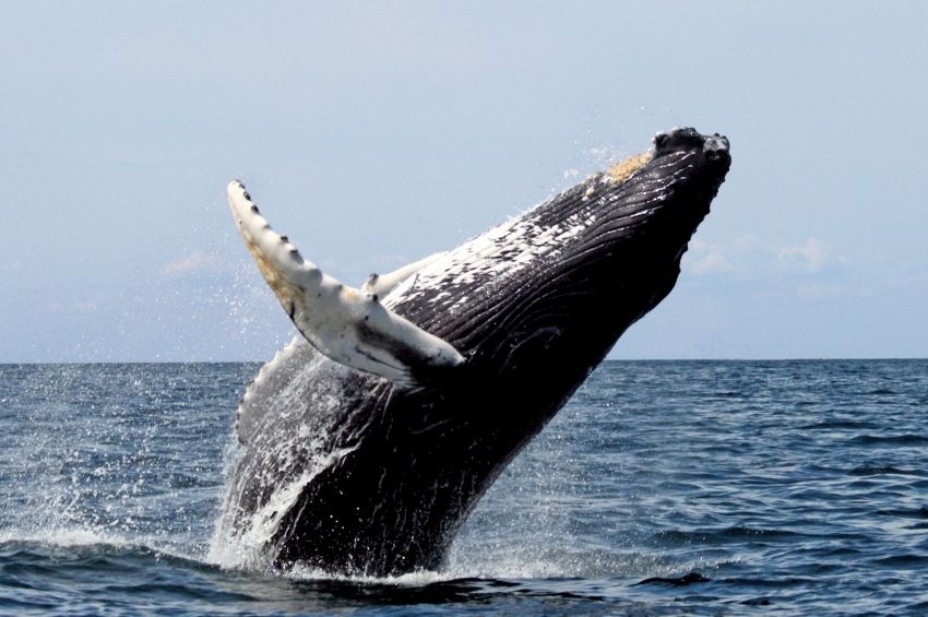 Torzhátú bálnát vettek videóra Kaliforniában