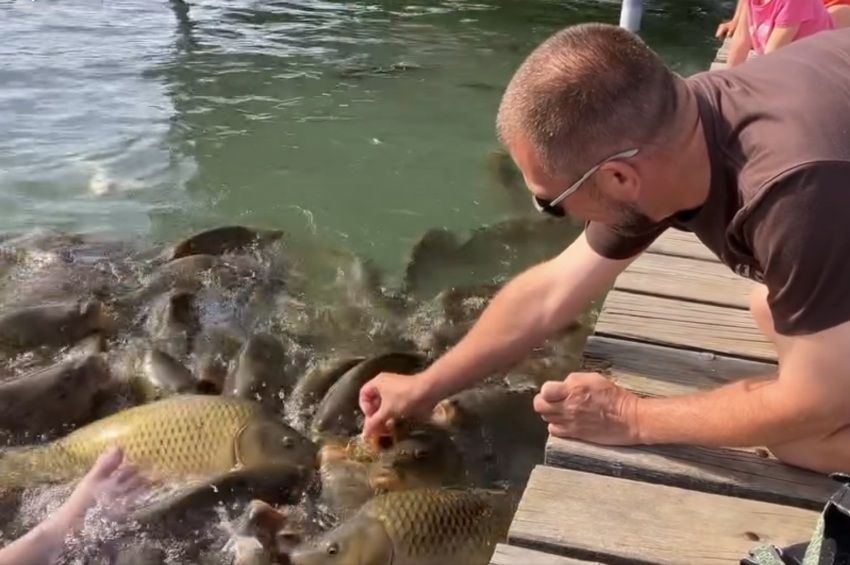 Videó: kézből etették és simogatták a tízkilós pontyokat Ikrényben