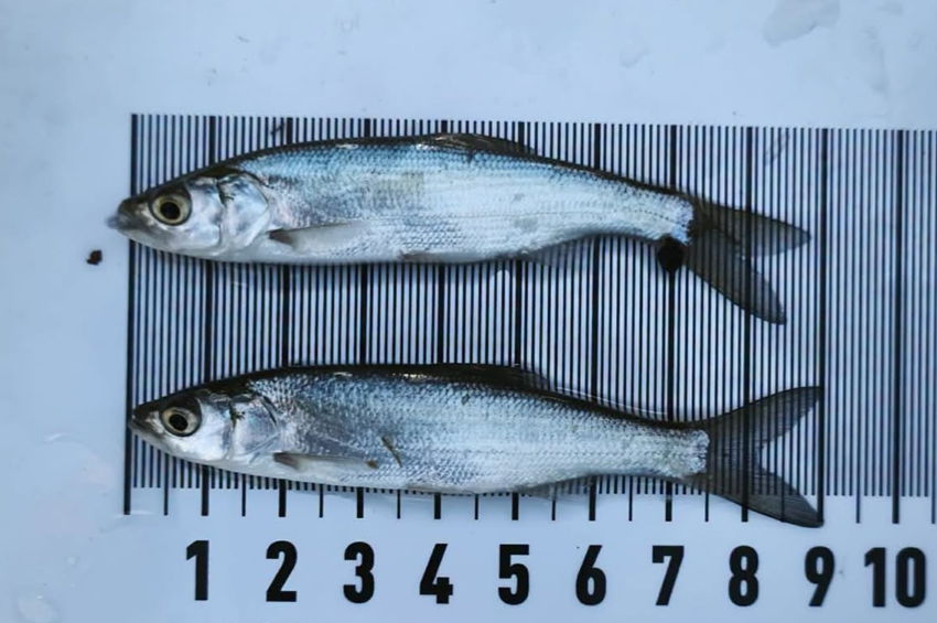 Megérkeztek az Atkai- és a Mártélyi Holt-Tisza ivadékvizsgálatának eredményei – fotókkal 