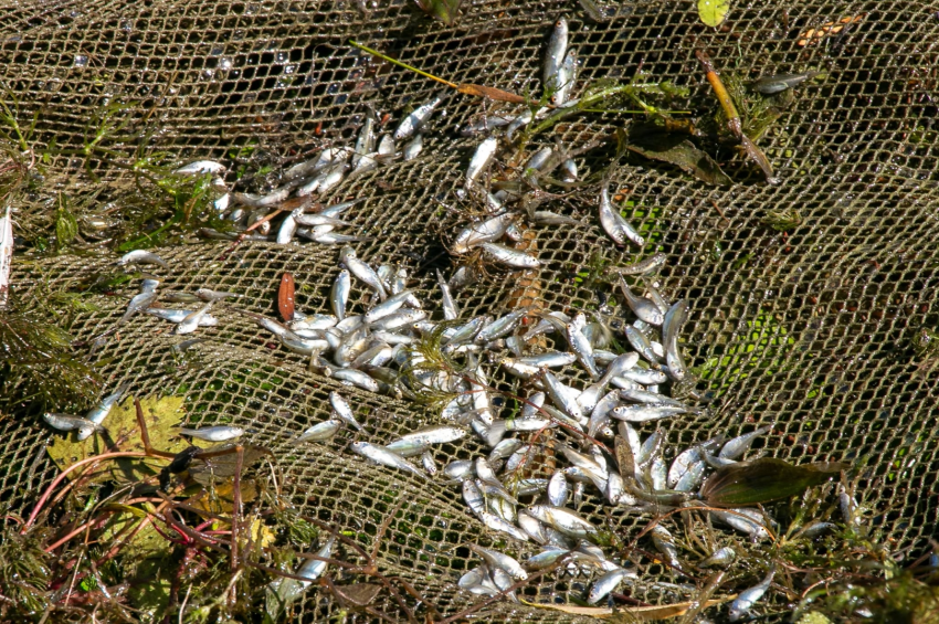 Nagyobbra nőttek az átlagosnál a Tisza-tó ivadékai – fotókkal 