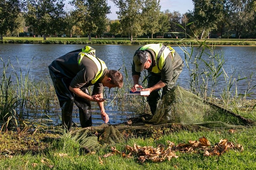 Remek hír érkezett a Tisza-tavi bodorkaállományról – fotókkal