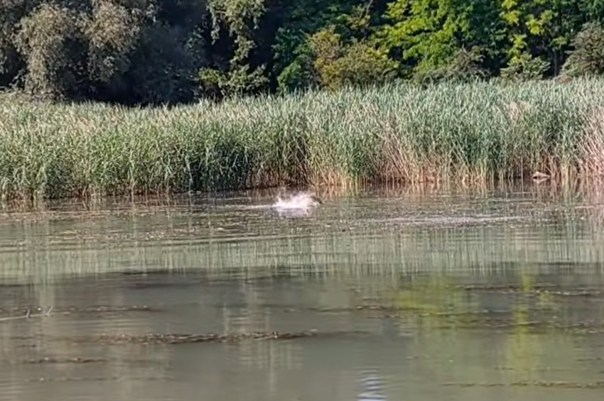 Még mindig ívnak a pontyok és a keszegek a szigetközi ágrendszerben – videóval