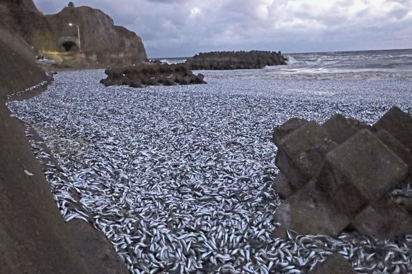 Egy kilométeres partszakaszt borítottak be döglött halak Japánban – videóval 