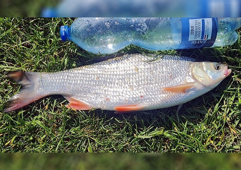 Bodorkának hitték ezt a halat. Jól gondolták?