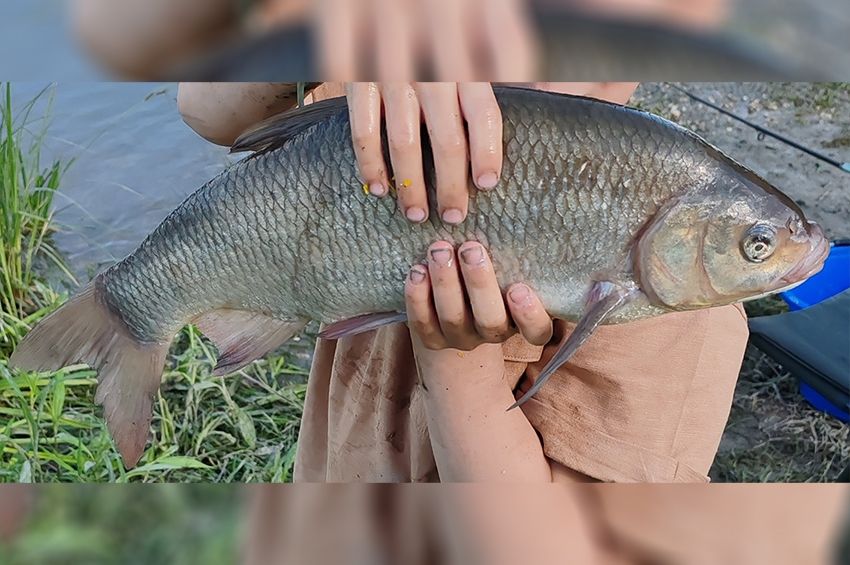 Zavarba jött a dunai horgász, amikor meglátta ezt az idős halat 