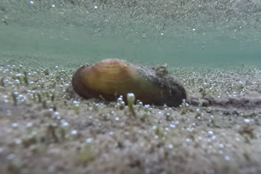 Videó: versenyt futott az apadó Dunával egy kagyló