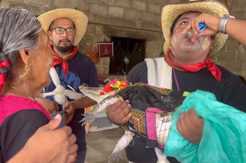 Egy kajmánt vett feleségül egy mexikói polgármester – videóval