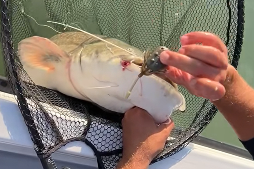 Videó: kantáros harcsát pergettek a Balatonnál
