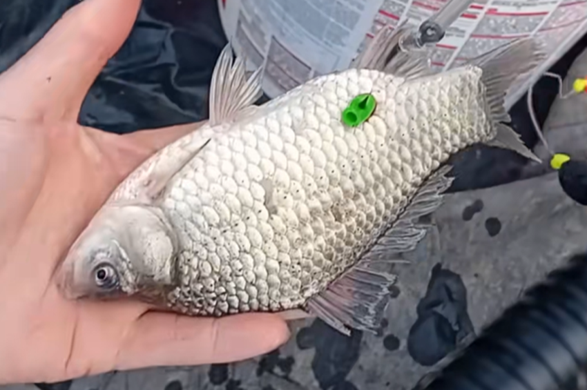 Videó: Így kell tökéletesen feltűzni a kárászt a horogra! 