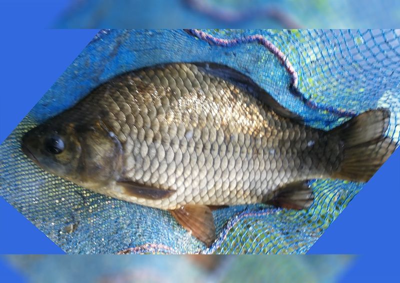 A hasúszó színe árulkodik a kárász hibrid voltáról