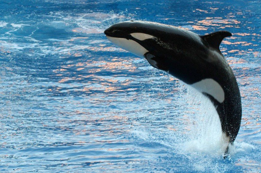 Eltévedt egy gyilkos bálna és felfelé úszik a Szajnán – videóval