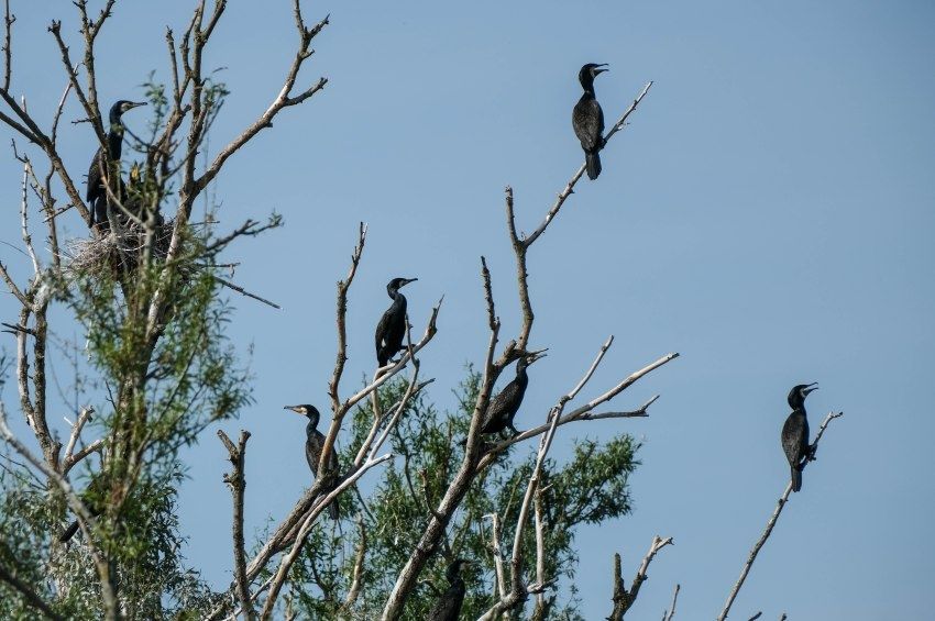 Folyamatosan zsugorodik a nagy kárókatonák állománya a Balatonnál