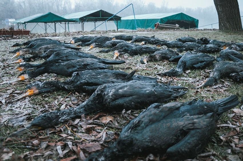 Maximális fordulatszámon pörög a Tisza-tavi kormoránvadászat 