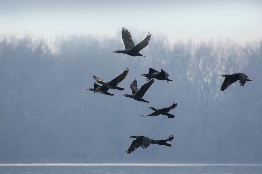 Elárulták, mennyi kárókatonát lőttek ki a Tisza-tónál