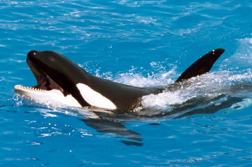 A magány és az éhezés okozhatta a Szajnába tévedt kardszárnyú delfin halálát 